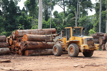 Fototapeta na wymiar Wheel loader arranging piles of native wood logs extracted from the Brazilian Amazon rainforest region in a stockyard