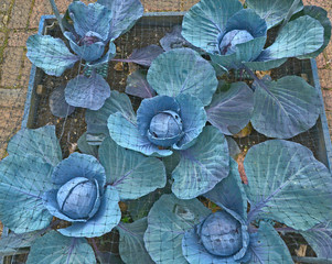 Cabbages under netting growing in a raised vegetable garden