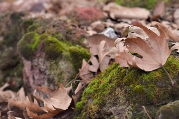 mushroom in the forest