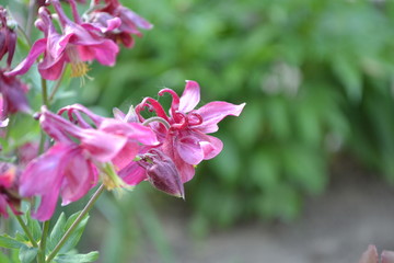 Fototapeta na wymiar Nice. Aquilégia, grassy perennial plants(Ranunculaceae). Pink
