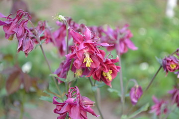 Fototapeta na wymiar Nice. Flower garden, bed. Beautiful. Aquilégia, grassy perennial plants(Ranunculaceae). Pink inflorescences