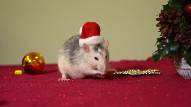 rat, close-up in a Santa Claus hat among New Year's decor elements twirls his nose, hitting and leaving the camera. New Year. Year of the rat. Santa Claus.