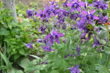 Beautiful spring flowers. Green branches. Aquil&eacute;gia, grassy perennial plants of the Snake family (Ranunculaceae). Blue, purple inflorescences