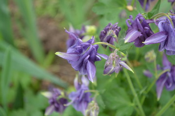 Sunny day. Nice spring day. Flower garden, home flower bed. Beautiful spring. Green bushes. Aquilégia, grassy perennial plants of the Snake family (Ranunculaceae). Blue, purple