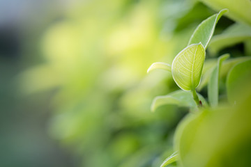 Closeup beautiful view of nature green leaves on blurred greenery tree background with sunlight in public garden park. It is landscape ecology and copy space for wallpaper and backdrop.