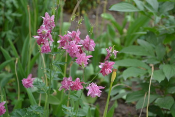 Flower garden, flower bed. Nice spring day. Beautiful spring flowers. Sunny. Aquilégia, grassy perennial plants(Ranunculaceae). Pink inflorescences