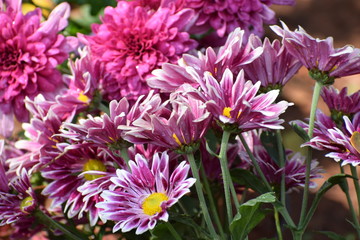 flowers in the garden