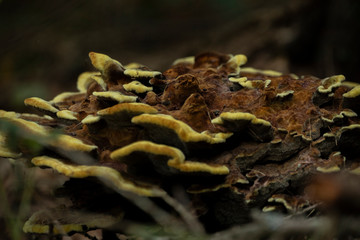 Wildpilz 2