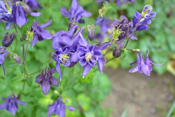 Aquilégia, grassy perennial plants (Ranunculaceae). Blue, purple. Horizontal photo
