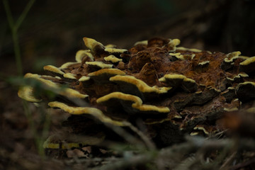 Wildpilz