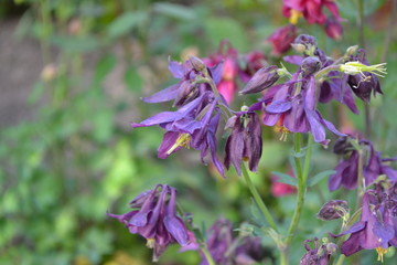 Aquilégia, grassy perennial plants of the Snake family (Ranunculaceae). Beautiful spring flowers. Bell Blue, purple inflorescences. Cute garden. Horizontal photo