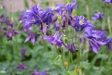 Fototapeta premium Aquilégia, grassy perennial plants of the Snake family (Ranunculaceae). Beautiful spring flowers. Bell. Blue, purple inflorescences. Horizontal photo