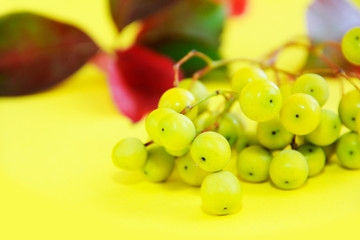 small natural green berries on a background of red leaves