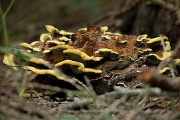Wildpilz