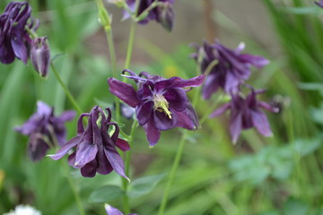 Aquilégia, grassy perennial plants of the Snake family (Ranunculaceae). Flower. Blue, purple