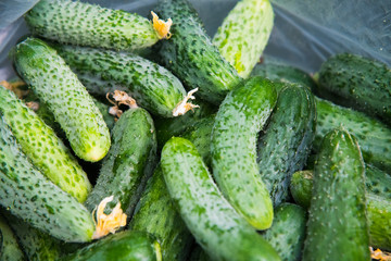 Cucumber farm greenhouse