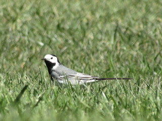 Lavandera Blanca