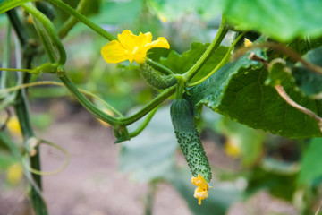 Cucumber farm greenhouse