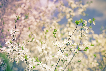 Vintage photo of white cherry tree beautiful flower in springtime.