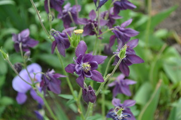 Beautiful spring flowers. Green bushes, thin branches. Aquilégia, grassy perennial plants of the Snake family (Ranunculaceae). Blue, purple inflorescences. Horizontal. Garden Bell