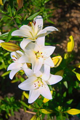 Fototapeta premium lily of the valley