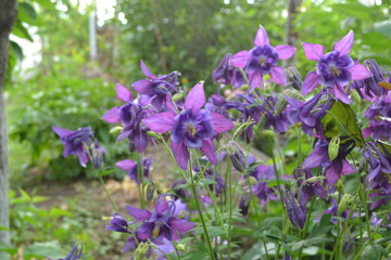 Beautiful spring flowers. Green bushes. Aquil&eacute;gia, grassy perennial(Ranunculaceae). Blue, purple. Horizontal. Garden Bell