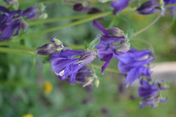Fototapeta na wymiar Beautiful spring flowers. Sunny day. Aquilégia, grassy perennial plants(Ranunculaceae). Blue, purple inflorescences. Vertical photo