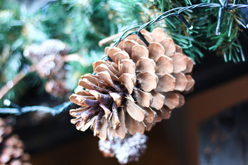pine cone on tree