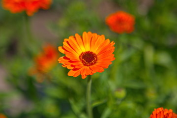 red flower in the garden