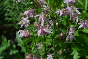 Cute Bell. Flower garden, home flower bed. Beautiful spring flowers. Green bushes, branches. Aquilégia, grassy perennial plants(Ranunculaceae). Pink inflorescences
