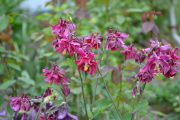 Cute Bell. Flower. Aquilégia, grassy perennial plants (Ranunculaceae). Pink inflorescences