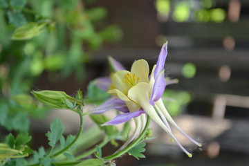 Beautiful spring flowers. Sunny day. Green bushes, branches. Aquil&eacute;gia, grassy perennial plants of the Snake family (Ranunculaceae). Yellow inflorescences
