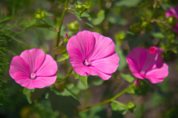 pink flower in the garden
