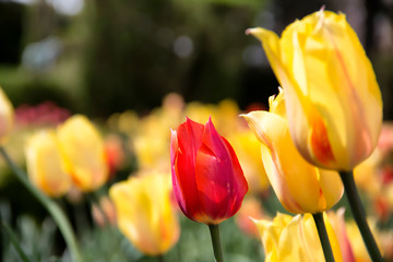 Naklejka premium Colorful tulips blooming in a garden in the spring