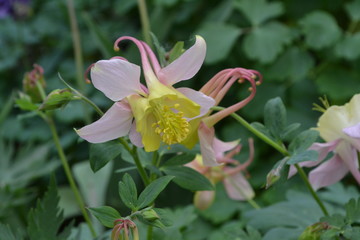 Nice spring day. Flower garden, home flower bed. Aquilégia, grassy perennial plants (Ranunculaceae). Yellow inflorescences