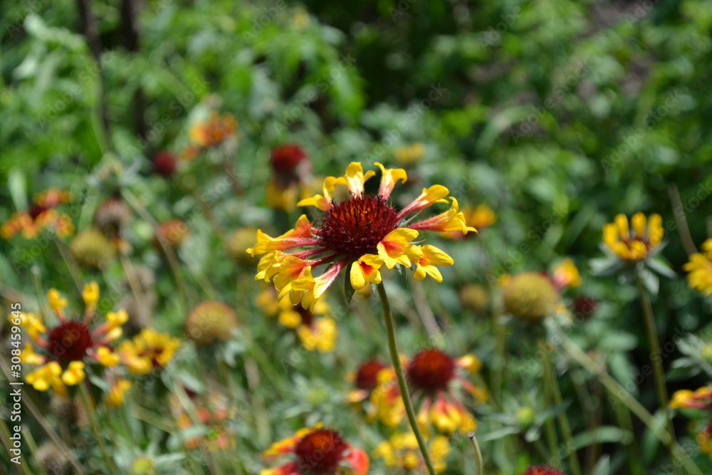 Wall mural Flower garden, home flower bed. Beautiful summer flowers. Green bushes, branches. Gaillardia. G. hybrida Fanfare. Unusual petals. Flowerbed. Bright yellow flowers