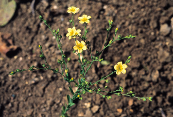 A wild relative of the Linseed plant. Linum Mysurense. Family: Linaceae. However this species does not yield oil.