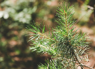 A small sprig of green spruce, in the woods,