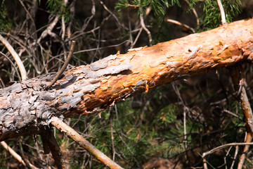 Yellow tree bark in summer in the forest,