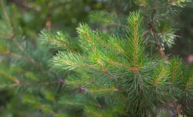 Fototapeta na wymiar A small sprig of green spruce, in the woods,