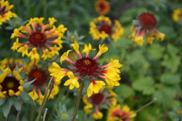 Beautiful summer flowers. Flower garden, home flower bed. Sunny day. Green bushes, thin branches. Gaillardia. G. hybrida Fanfare. Unusual petals. Flowerbed with flowers. Green. Bright yellow flowers