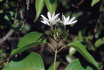Jasminum Malabaricum. Family: Oleaceae. A large to medium-sized climber that grows wild along the Western Ghats in India. The flowers are almost devoid of any scent.