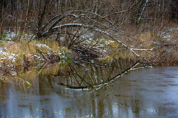 Forest pond at the beginning of winter. Freezing-over
