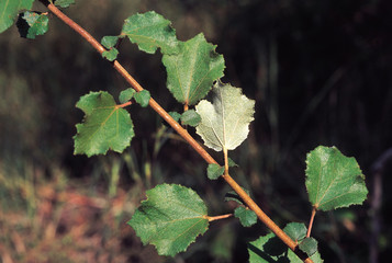 Triumfetta Rotundifolia. Family: Tiliaceae. A small shrub usually found in abandoned fields. The fruits have numerous tiny hooks which helps in their dispersal by animals.