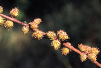 Triumfetta Rotundifolia. Family: Tiliaceae. A small shrub usually found in abandoned fields. The fruits have numerous tiny hooks which helps in their dispersal by animals.