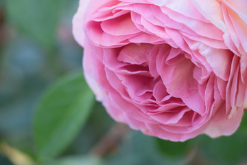 Delicate pink rose flower in the garden close up