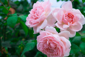 Obraz premium pink rose in the garden