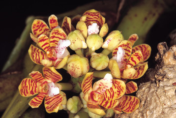 Acampe sp. Order: Orchidaceae. An epiphytic orchid. The flowers are small when compared to the size of the plant.