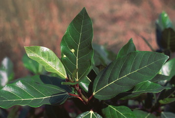 Naklejka premium Leaves. Ficus Racemosa. Family: Moraceae. A kind of wild fig tree found in moist areas. A deciduous tree with edible fruit which is the staple diet of a variety of fruit eating forest creatures.