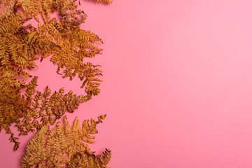 Autumn fern leaves isolated on yellow background with copy space. Horizontal orienattion. Minimalistic style.